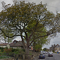 Enable pictures to see the tree felled on Yew Lane
